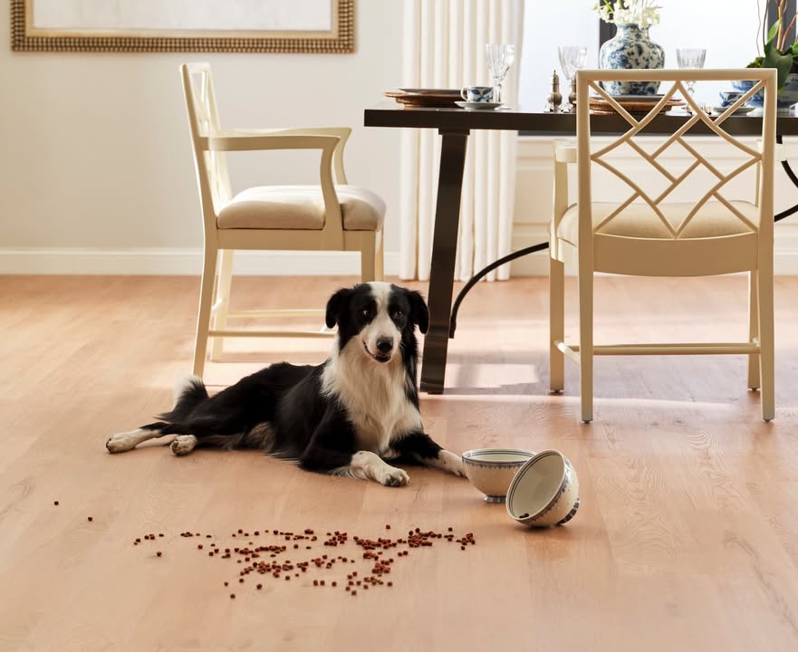 Feed Image